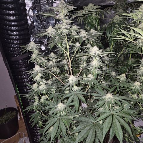 Mimosa evo stecki  🍊🍋🍍 (65-70bt) growlog timeline photo