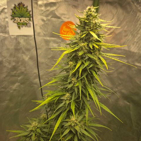💚CHOCOLOPE 🍫 ☕️auto (56-63 BT) growlog timeline photo