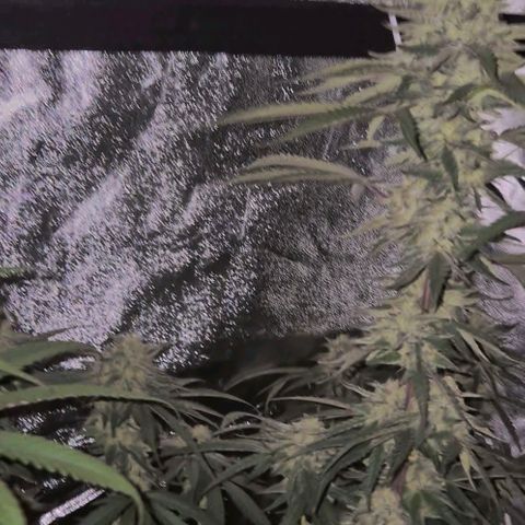 Ice cream cake 🍰 & permanent marker🖊(65-73bt) growlog timeline photo