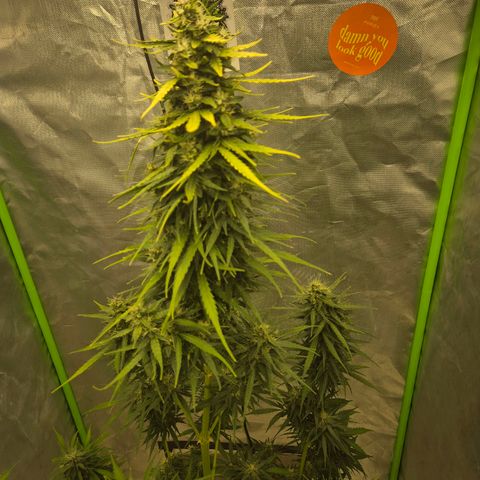 💚CHOCOLOPE 🍫 ☕️auto (56-63 BT) growlog timeline photo