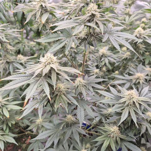 Mimosa evo stecki  🍊🍋🍍 (65-70bt) growlog timeline photo