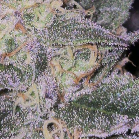Ice cream cake 🍰 & permanent marker🖊(65-73bt) growlog timeline photo