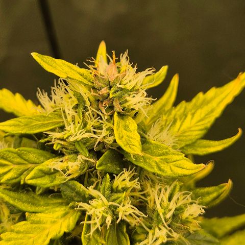 💚CHOCOLOPE 🍫 ☕️auto (56-63 BT) growlog timeline photo