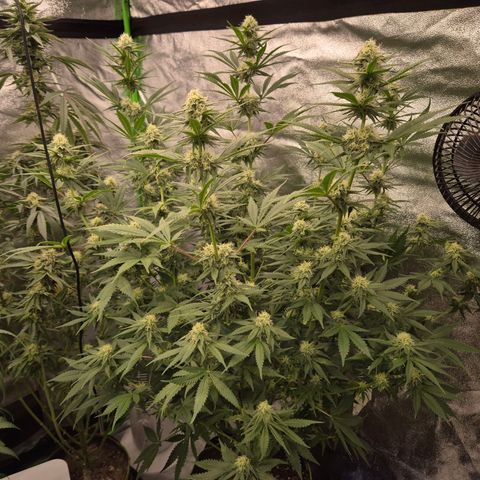 Tangerine dream 🌴 (60-65bt)  growlog timeline photo
