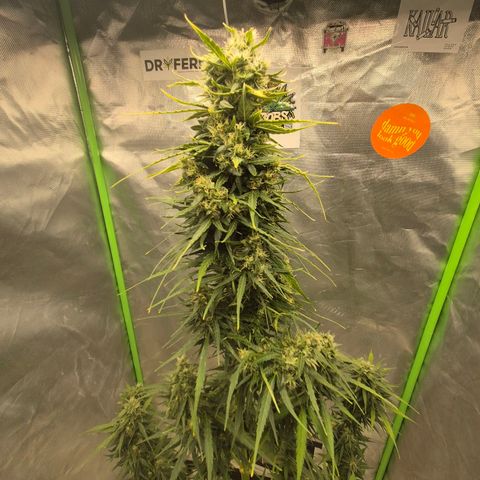 💚CHOCOLOPE 🍫 ☕️auto (56-63 BT) growlog timeline photo