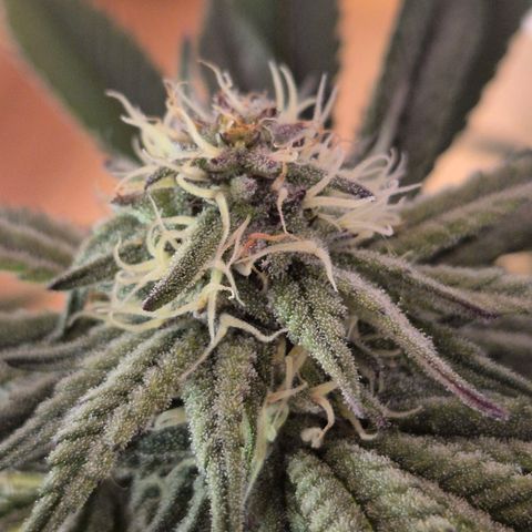 Mimosa evo stecki  🍊🍋🍍 (65-70bt) growlog timeline photo