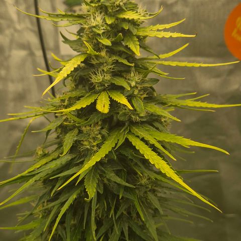 💚CHOCOLOPE 🍫 ☕️auto (56-63 BT) growlog timeline photo