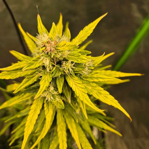 💚CHOCOLOPE 🍫 ☕️auto (56-63 BT) growlog timeline photo