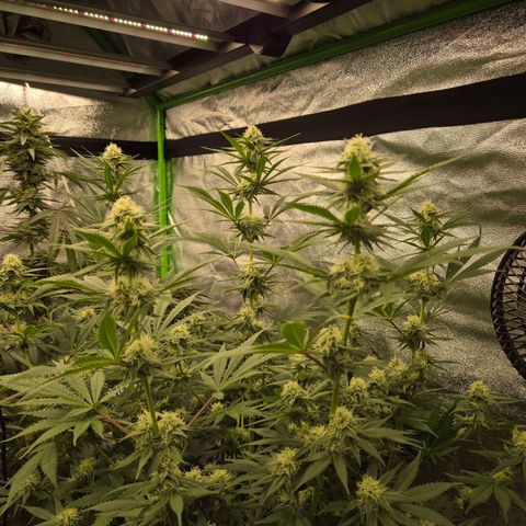 Tangerine dream 🌴 (60-65bt)  growlog timeline photo
