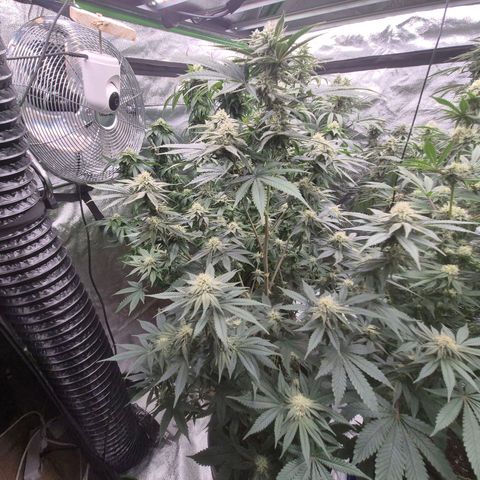 Mimosa evo stecki  🍊🍋🍍 (65-70bt) growlog timeline photo