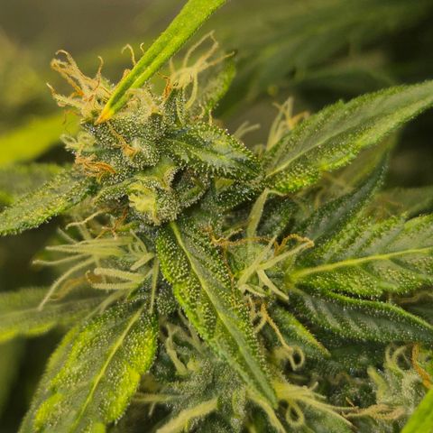 💚CHOCOLOPE 🍫 ☕️auto (56-63 BT) growlog timeline photo