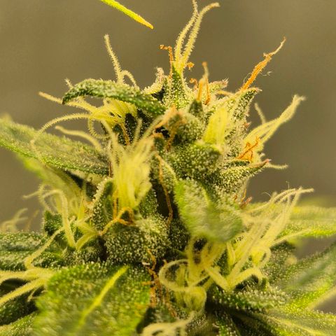 💚CHOCOLOPE 🍫 ☕️auto (56-63 BT) growlog timeline photo