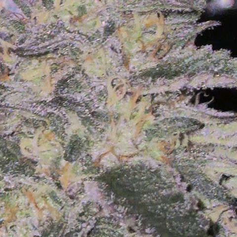 Ice cream cake 🍰 & permanent marker🖊(65-73bt) growlog timeline photo