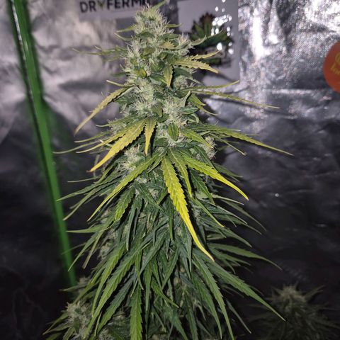 💚CHOCOLOPE 🍫 ☕️auto (56-63 BT) growlog timeline photo