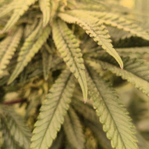 Mimosa evo stecki  🍊🍋🍍 (65-70bt) growlog timeline photo