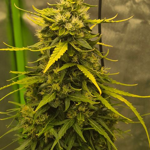 💚CHOCOLOPE 🍫 ☕️auto (56-63 BT) growlog timeline photo