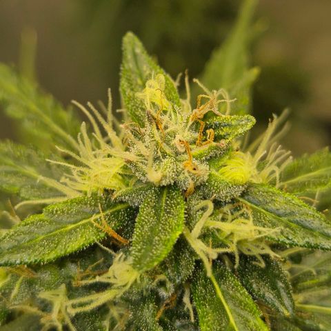 💚CHOCOLOPE 🍫 ☕️auto (56-63 BT) growlog timeline photo