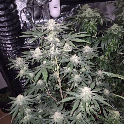 Mimosa evo stecki  🍊🍋🍍 (65-70bt) growlog timeline photo