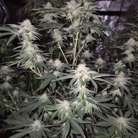 Mimosa evo stecki  🍊🍋🍍 (65-70bt) growlog timeline photo