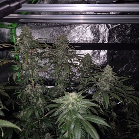 ICE 💚🧊 (63-70bt) growlog timeline photo