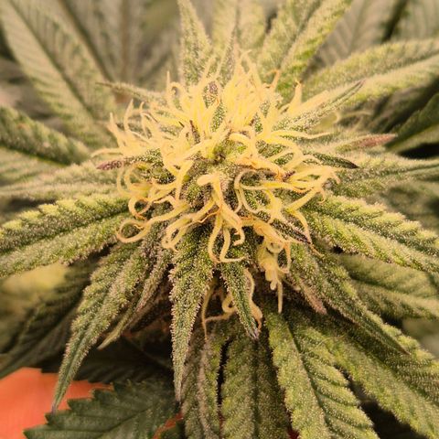 Mimosa evo stecki  🍊🍋🍍 (65-70bt) growlog timeline photo
