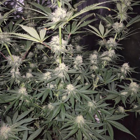 Tangerine dream 🌴 (60-65bt)  growlog timeline photo