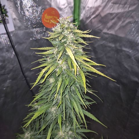 💚CHOCOLOPE 🍫 ☕️auto (56-63 BT) growlog timeline photo