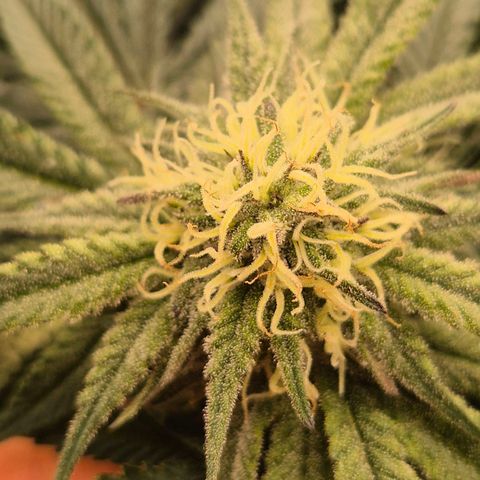 Mimosa evo stecki  🍊🍋🍍 (65-70bt) growlog timeline photo