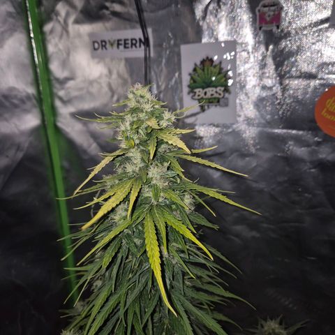 💚CHOCOLOPE 🍫 ☕️auto (56-63 BT) growlog timeline photo
