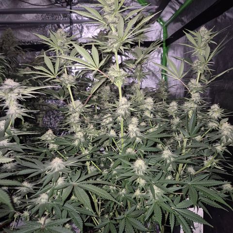 Tangerine dream 🌴 (60-65bt)  growlog timeline photo