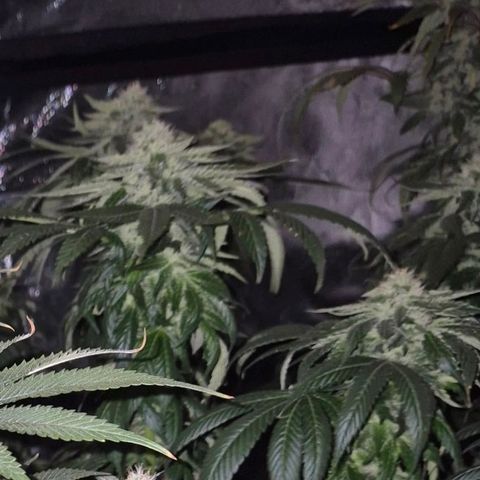 💚Bubba kush 🦝 (56-63 BT) growlog timeline photo