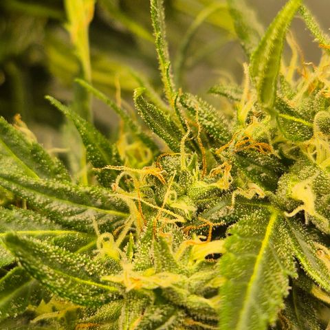 💚CHOCOLOPE 🍫 ☕️auto (56-63 BT) growlog timeline photo