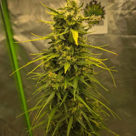 💚CHOCOLOPE 🍫 ☕️auto (56-63 BT) growlog timeline photo