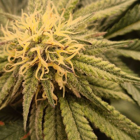 Mimosa evo stecki  🍊🍋🍍 (65-70bt) growlog timeline photo