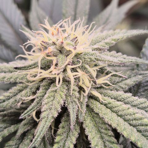 Mimosa evo stecki  🍊🍋🍍 (65-70bt) growlog timeline photo