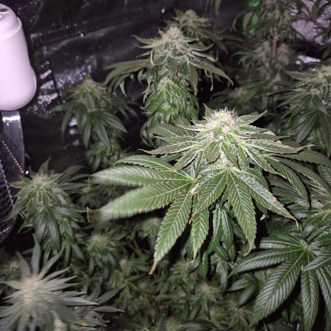 💚Bubba kush 🦝 (56-63 BT) growlog timeline photo