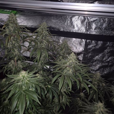ICE 💚🧊 (63-70bt) growlog timeline photo