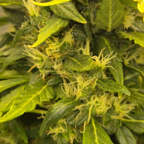 💚CHOCOLOPE 🍫 ☕️auto (56-63 BT) growlog timeline photo