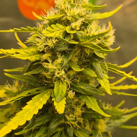 💚CHOCOLOPE 🍫 ☕️auto (56-63 BT) growlog timeline photo