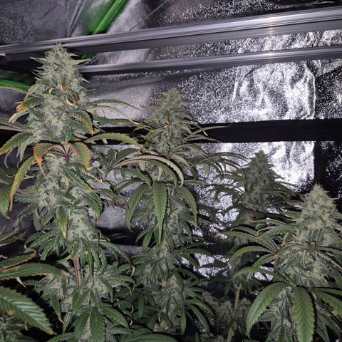 ICE 💚🧊 (63-70bt) growlog timeline photo