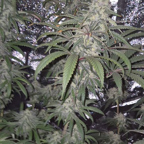 ICE 💚🧊 (63-70bt) growlog timeline photo
