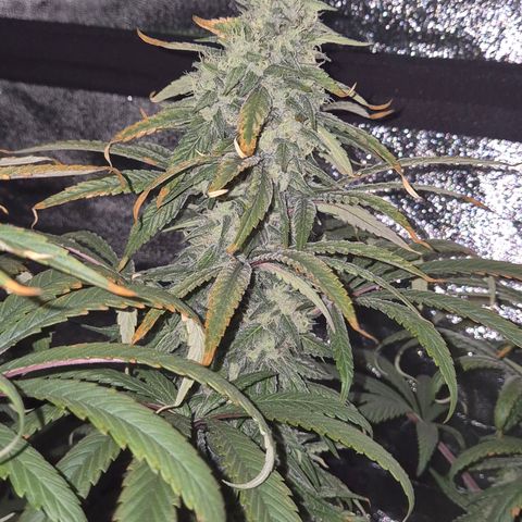 ICE 💚🧊 (63-70bt) growlog timeline photo