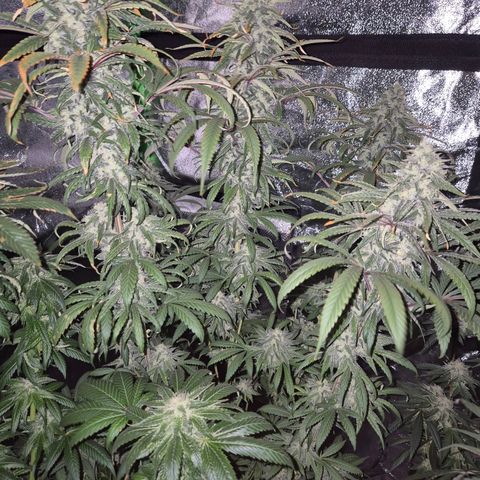 ICE 💚🧊 (63-70bt) growlog timeline photo