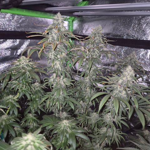 ICE 💚🧊 (63-70bt) growlog timeline photo