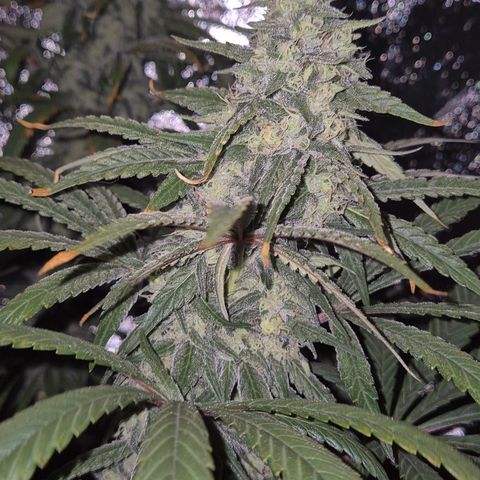 ICE 💚🧊 (63-70bt) growlog timeline photo