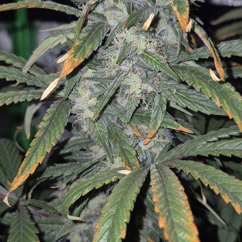 ICE 💚🧊 (63-70bt) growlog timeline photo