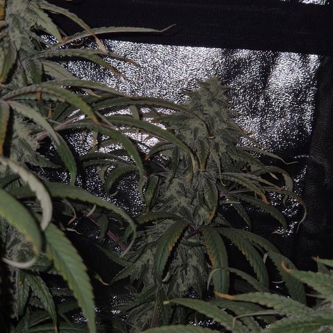 ICE 💚🧊 (63-70bt) growlog timeline photo