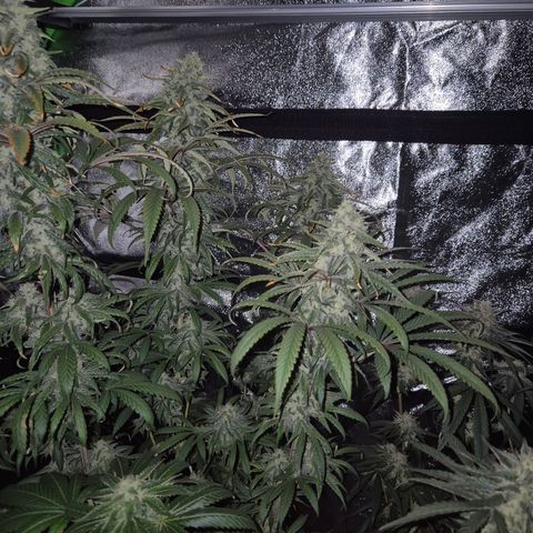 ICE 💚🧊 (63-70bt) growlog timeline photo