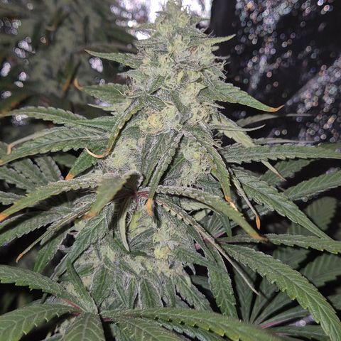 ICE 💚🧊 (63-70bt) growlog timeline photo