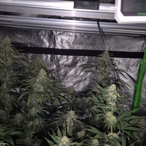 ICE 💚🧊 (63-70bt) growlog timeline photo